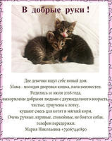 kittens