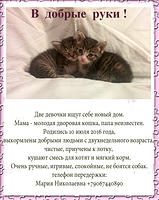 kittens11