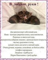 kittens12