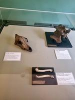 Trinity Zoo Museum