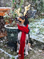 bella new year