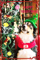 card santa dog-001