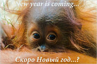 newyear1